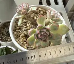 レア！ネクター 多肉植物 プラグ苗(抜き苗)3苗 ランダム発送 - メルカリ