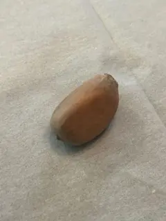 2026年最新】エンセファラルトス 種子の人気アイテム - メルカリ