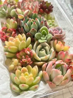 多肉植物 カット苗 詰め合わせ エケベリア セダム セット