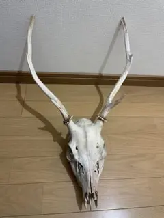 2026年最新】鹿の頭骨の人気アイテム - メルカリ