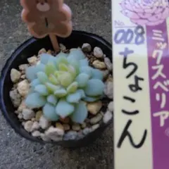 タウリン　三日月　ちょこん　ミックスベリア タウリン 三日月 ちょこん ミックスベリア タウリン 三日月 ちょこん