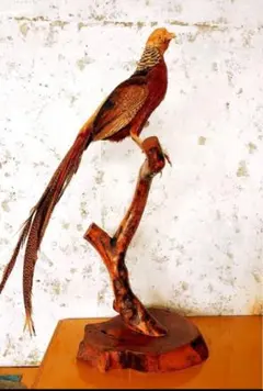 【希少】極楽鳥（オオフウチョウ）剥製　縁起物 希少】極楽鳥（オオフウチョウ）剥製 縁起物 - メルカリ