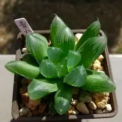 541)◆ハオルチア・青水晶(小苗)