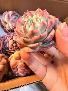 まゆりょ様 リクエスト 10点 まとめ商品