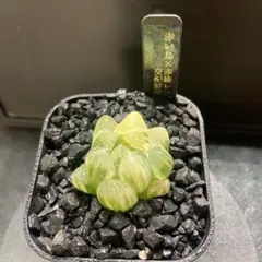 2025年最新】赤い鳥 ハオルチアの人気アイテム - メルカリ