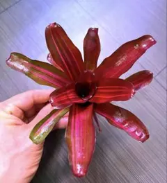 taka様 リクエスト 2点 まとめ商品