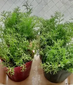 atheram様 リクエスト 2点 まとめ商品