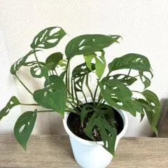 2026年最新】オブリクアの人気アイテム - メルカリ