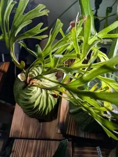 2025年最新】コウモリラン リドレイの人気アイテム - メルカリ ridleyi