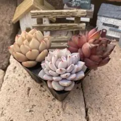 toraponさま専用　少し大きめプラグ苗3苗セット　エケベリア　韓国苗