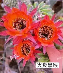 花サボテン 75-夏の幻 新品種 花サボテン柱サボテン 花16-18cm - メルカリ