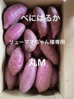 リューママちゃん様専用　丸M 5キロ