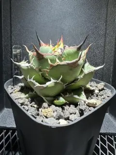 2025年最新】アガベ セットの人気アイテム - メルカリ