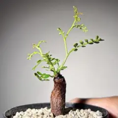 オペルクリカリア パキプス パワータンク 根挿し 発根済み 塊根植物 良株のサムネイル