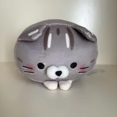 もちふわ！ ころころにゃんこ 八重山 石垣島 限定 いりおもてやまねこ もちふわ！ ころころにゃんこ 八重山 石垣島 限定 いりおもてやまねこ