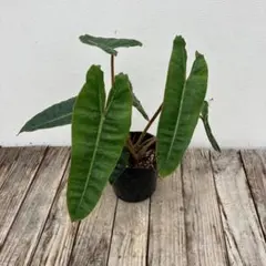 2025年最新】フィロデンドロンビレッティアの人気アイテム