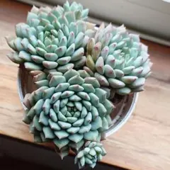 多肉植物　エケベリア　クリッシーエヌライアン① 根付き