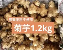 そろそろ終了です！菊芋約1.2kg 農薬肥料除草剤不使用
