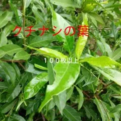 치자나무 잎 100장 이상