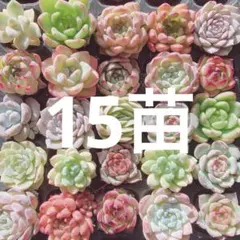 限定‼︎ 特売品‼︎ 多肉植物　韓国苗　15苗詰め合わせ！