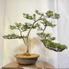 皐月(さつき)】 