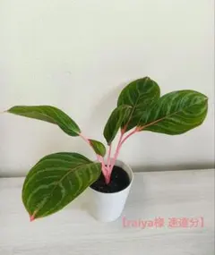 【raiya様 速達分】のサムネイル
