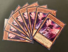遊戯王　レッド・ノヴァ　ノーマル　8枚セット