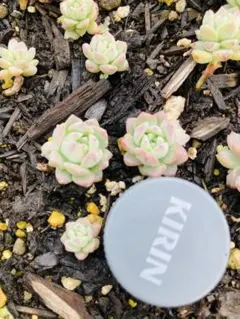 多肉植物☆カット☆プロリフェラ☆5カット