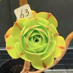 2026年最新】観葉植物 アエオニウムの人気アイテム - メルカリ
