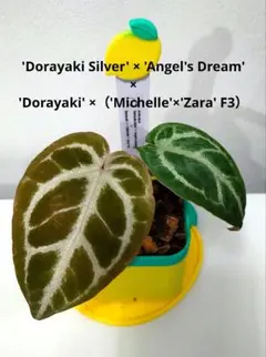 2026年最新】anthurium michelleの人気アイテム - メルカリ