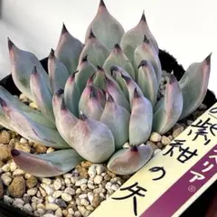 ❤️確認用❤️ミックスベリア❤️紫紺の矢❤️カット発根管理中〜♪✨メルカリ便✨札なし 2026年最新】紫紺の矢 ミックスベリアの人気アイテム - メルカリ