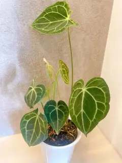 2025年最新】アンス クラリネルビウムの人気アイテム - メルカリ