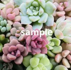 ✾おまかせカット苗　ご購入前にお願いをご一読ください˖*多肉植物　寄せ植えセットのサムネイル
