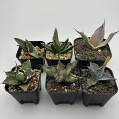 だいぼう様 リクエスト 2点 まとめ商品