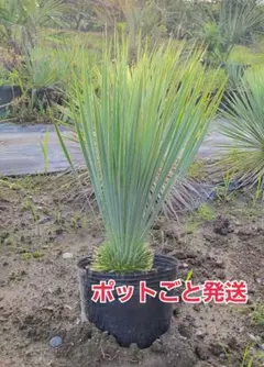メルカリ便】珍！ホシクサsp.キンバリーナロー 1株 超大株 直径12cm