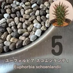 2025年最新】闘牛角の人気アイテム - メルカリ