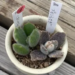 メルカリ便発送&ロウルサンコさんラベル付き☆アロエ ブラッドサースティー メルカリ便発送&ロウルサンコさんラベル付き☆アロエ ブラッドサースティー