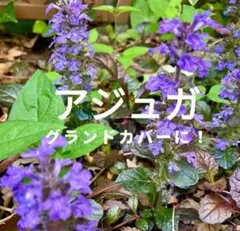 2026年最新】品種名：アジュガ 花の人気アイテム - メルカリ