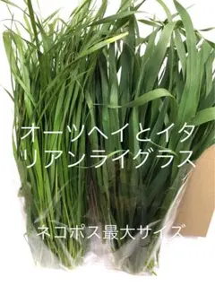 Item thumbnail for item 37d84114-310c-44d1-a535-5f3ac81a0645