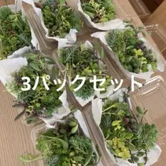 多肉植物　カット苗　3パック 希望あれば育て方送ります　セダム セット