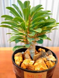 2025年最新】ギラウミニアナ 実生の人気アイテム - メルカリ