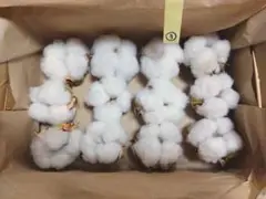 【12個＋おまけ】 綿花　コットンフラワー　（３）