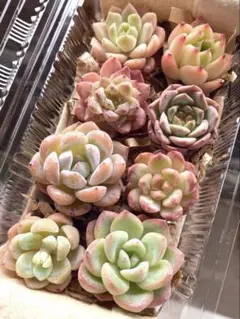 2026年最新】多肉植物 韓国苗 セットの人気アイテム - メルカリ