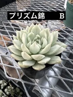 2025年最新】プリズム錦多肉の人気アイテム - メルカリ