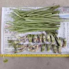 大特価　規格外生わさび＆不揃い茎のサムネイル