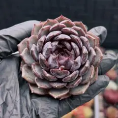 藍色妖姫　エケベリア　多肉植物　暗色系