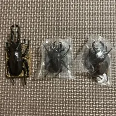 2026年最新】ノコギリクワガタ標本の人気アイテム - メルカリ