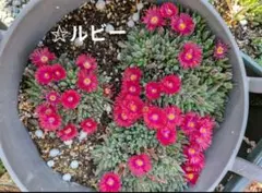 2026年最新】砂漠の宝石、花の人気アイテム - メルカリ