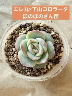 エケベリア　週明け発送様 リクエスト 3点 まとめ商品