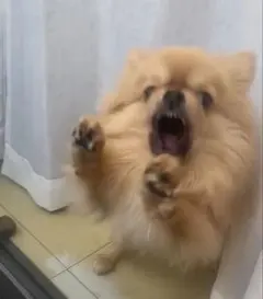 N様専用 犬の怒り顔ブロマイド